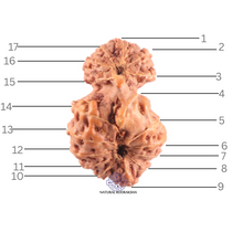 Load image into Gallery viewer, 17 Mukhi Gaurishankar Rudraksha from Indonesia - Bead No. 272