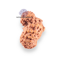 Load image into Gallery viewer, 17 Mukhi Gaurishankar Rudraksha from Indonesia - Bead No. 272
