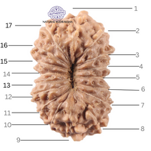 Load image into Gallery viewer, 17 Mukhi Rudraksha from Indonesia - Bead No. 274