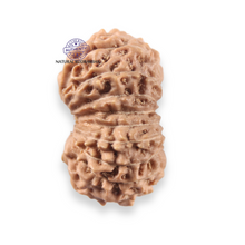 Load image into Gallery viewer, 17 Mukhi Rudraksha from Indonesia - Bead No. 274