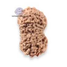 Load image into Gallery viewer, 17 Mukhi Rudraksha from Indonesia - Bead No. 274