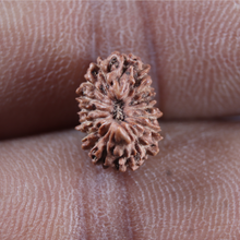 Load image into Gallery viewer, 17 Mukhi Rudraksha from Indonesia - Bead No. 278