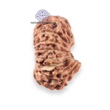 Load image into Gallery viewer, 17 Mukhi Rudraksha from Indonesia - Bead No. 278