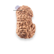 Load image into Gallery viewer, 17 Mukhi Rudraksha from Indonesia - Bead No. 279