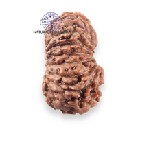 Load image into Gallery viewer, 17 Mukhi Rudraksha from Indonesia - Bead No. 280