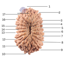 Load image into Gallery viewer, 17 Mukhi Rudraksha from Indonesia - Bead No. 281