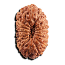 Load image into Gallery viewer, 17 Mukhi Rudraksha from Indonesia - Bead No. 242