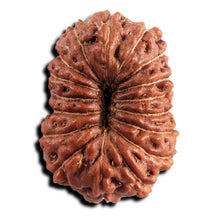 Load image into Gallery viewer, 17 Mukhi Rudraksha from Indonesia - Bead No. 243
