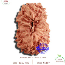 Load image into Gallery viewer, 17 Mukhi Rudraksha from Indonesia - Bead No. 187
