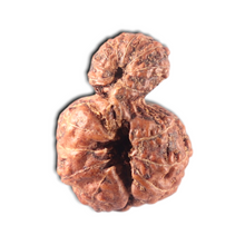 Load image into Gallery viewer, Indonesian Garbh Gauri Rudraksha - Bead No. 18