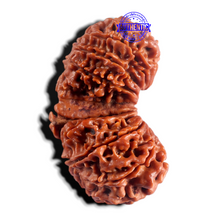 Load image into Gallery viewer, 18 Mukhi Gaurishankar Rudraksha from Nepal - Bead No. 60