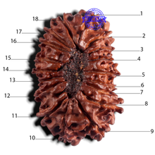 Load image into Gallery viewer, 18 Mukhi Rudraksha from Nepal - Bead No. 56