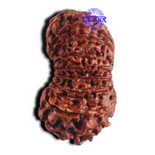 Load image into Gallery viewer, 18 Mukhi Rudraksha from Nepal - Bead No. 56