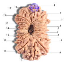 Load image into Gallery viewer, 18 Mukhi Ganesh Rudraksha from Nepal - Bead No. 61