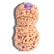 Load image into Gallery viewer, 18 Mukhi Ganesh Rudraksha from Nepal - Bead No. 61
