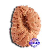 Load image into Gallery viewer, 18 Mukhi Rudraksha from Indonesia - Bead No. 198