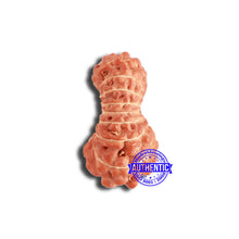 Load image into Gallery viewer, 18 Mukhi Rudraksha from Indonesia - Bead No. 212