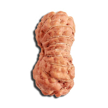 Load image into Gallery viewer, 18 Mukhi Rudraksha from Indonesia - Bead No. 223