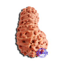 Load image into Gallery viewer, 18 Mukhi Rudraksha from Indonesia - Bead No. 227