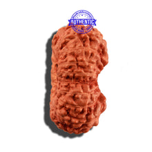 Load image into Gallery viewer, 18 Mukhi Rudraksha from Indonesia - Bead No. 169