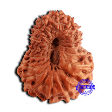 Load image into Gallery viewer, 18 Mukhi Rudraksha from Indonesia - Bead No. 187
