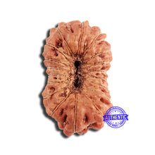 Load image into Gallery viewer, 18 Mukhi Rudraksha from Indonesia - Bead No. 223