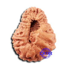 Load image into Gallery viewer, 18 Mukhi Rudraksha from Indonesia - Bead No. 231