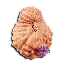 Load image into Gallery viewer, 18 Mukhi Rudraksha from Indonesia - Bead No. 231
