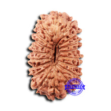 Load image into Gallery viewer, 18 Mukhi Rudraksha from Indonesia - Bead No. 232