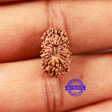 Load image into Gallery viewer, 18 Mukhi Rudraksha from Indonesia - Bead No. 232