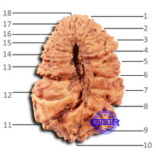 Load image into Gallery viewer, 18 Mukhi Rudraksha from Indonesia - Bead No. 233
