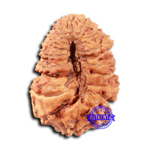 Load image into Gallery viewer, 18 Mukhi Rudraksha from Indonesia - Bead No. 233

