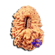 Load image into Gallery viewer, 18 Mukhi Rudraksha from Indonesia - Bead No. 233
