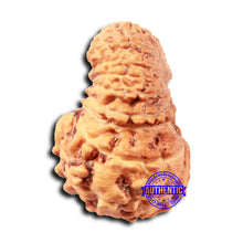 Load image into Gallery viewer, 18 Mukhi Rudraksha from Indonesia - Bead No. 233