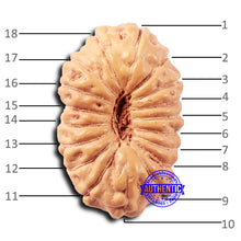 Load image into Gallery viewer, 18 Mukhi Rudraksha from Indonesia - Bead No. 234