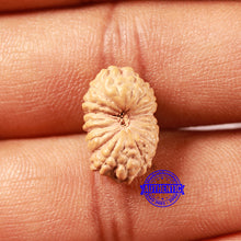 Load image into Gallery viewer, 18 Mukhi Rudraksha from Indonesia - Bead No. 234
