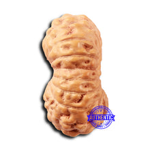 Load image into Gallery viewer, 18 Mukhi Rudraksha from Indonesia - Bead No. 234