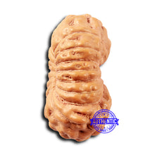 Load image into Gallery viewer, 18 Mukhi Rudraksha from Indonesia - Bead No. 234