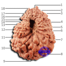 Load image into Gallery viewer, 18 Mukhi Rudraksha from Indonesia - Bead No. 235
