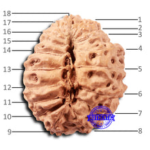 Load image into Gallery viewer, 18 Mukhi Rudraksha from Indonesia - Bead No. 236