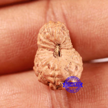 Load image into Gallery viewer, 18 Mukhi Rudraksha from Indonesia - Bead No. 239
