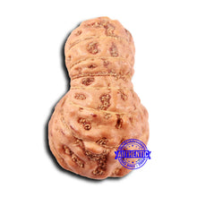Load image into Gallery viewer, 18 Mukhi Rudraksha from Indonesia - Bead No. 239
