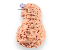 Load image into Gallery viewer, 18 Mukhi Rudraksha from Indonesia - Bead No. 242