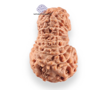 Load image into Gallery viewer, 18 Mukhi Rudraksha from Indonesia - Bead No. 242