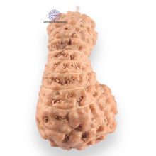 Load image into Gallery viewer, 18 Mukhi Rudraksha from Indonesia - Bead No. 243