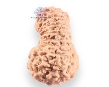 Load image into Gallery viewer, 18 Mukhi Rudraksha from Indonesia - Bead No. 246