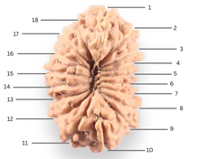 Load image into Gallery viewer, 18 Mukhi Rudraksha from Indonesia - Bead No. 248