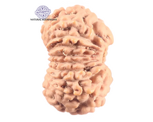 Load image into Gallery viewer, 18 Mukhi Rudraksha from Indonesia - Bead No. 248