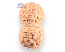 Load image into Gallery viewer, 18 Mukhi Rudraksha from Indonesia - Bead No. 249