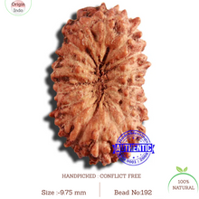 Load image into Gallery viewer, 17 Mukhi Rudraksha from Indonesia - Bead No. 192